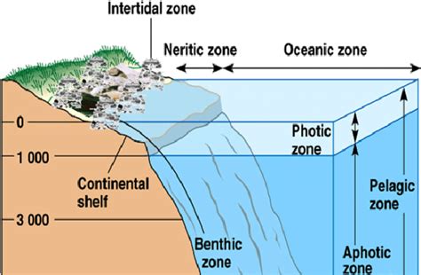 Marine Ecosystem Diagram