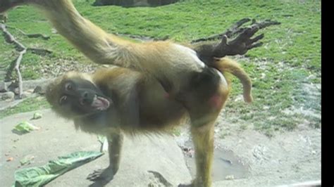 Monkey Funny Video Funniest Ever - Funny PNG