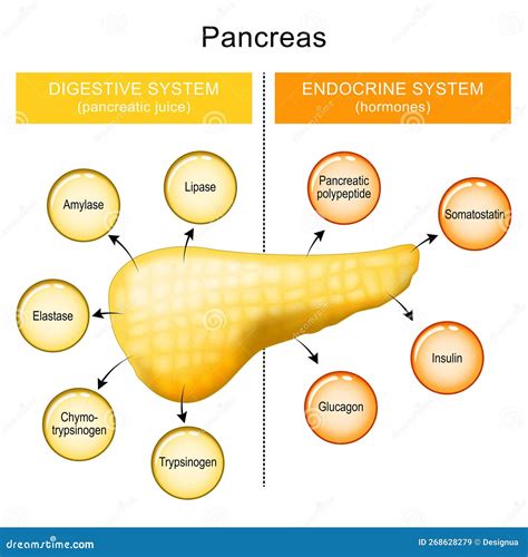 Pancreas Function. Pancreatic Juice And Hormones Of A Human Pancreas Cartoon Vector ...