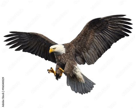 Bald eagle hand draw and paint colors on white background vector ...