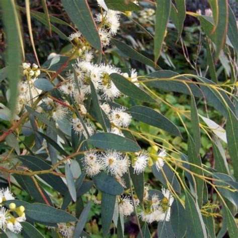 Eucalyptus 'Tasmanian Blue Gum' - Hello Hello Plants