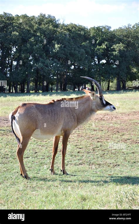 Bluebuck hi-res stock photography and images - Alamy