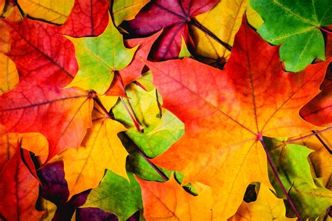 Wallpaper Leaves, 5k, 4k wallpaper, 8k, colorful, autumn, Nature #12399