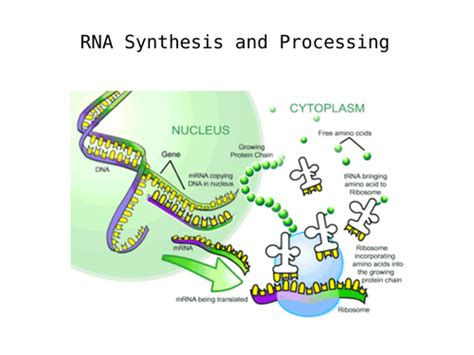 A Level Biology - RNA Synthesis and Processing | Teaching Resources