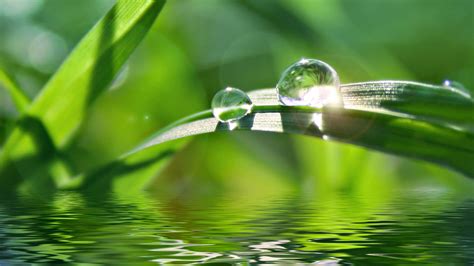 water, Grass, Water, Drops Wallpapers HD / Desktop and Mobile Backgrounds