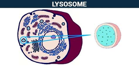 Lysosomes - Structure and Function of Lysosomes in a Cell