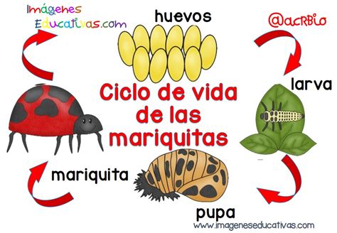 Ciclos vitales para niños (4) – Imagenes Educativas