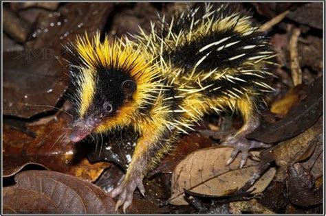 Lowland Streaked Tenrec | Bizarre animals, Unusual animals, Weird animals