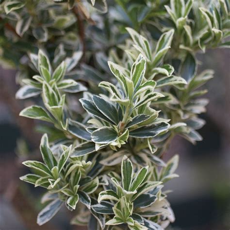 Evergreen shrubs are exceedingly useful in gardens—serving as hedges, privacy screen… | Shrubs ...