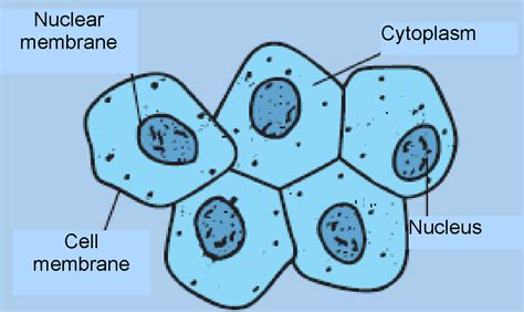 [DIAGRAM] Human Cheek Cell Diagram Labeled - MYDIAGRAM.ONLINE