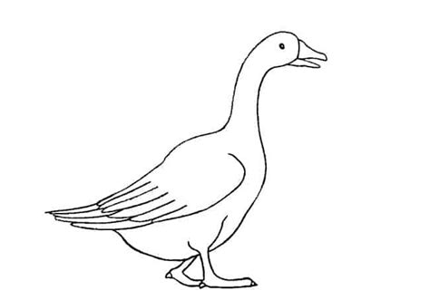 How to draw a Goose step by step – Easy Animals 2 Draw