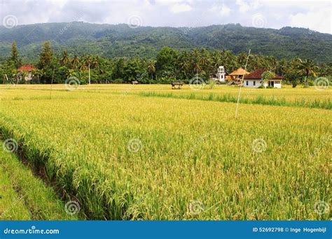 Landscape with Rice Fields, Agricultural Industries in Lovina, Bali, Indonesia Stock Photo ...