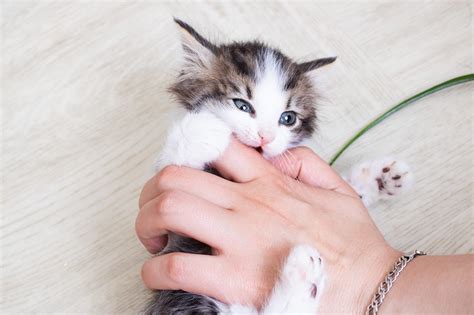 Kitten Teething: Symptoms & Treatment - Companion Animal Hospital of ...