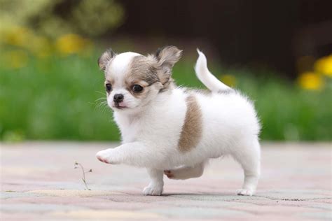 Chihuahua Lifespan: How Long Do Chihuahuas Live?