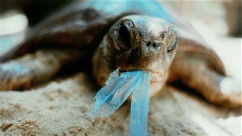 How can litter be dangerous to wildlife? - Louth SPCA