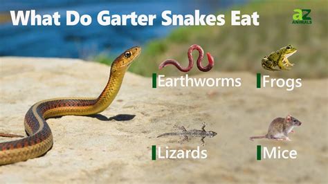 Garter Snake - A-Z Animals