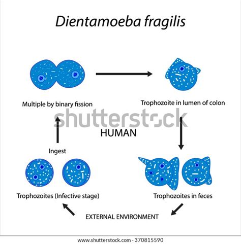 Dientamoeba Fragilis Troph