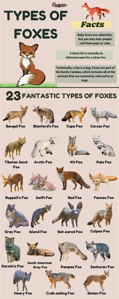 All The 23 Different Types of Foxes: Classification & Pics | Fox ...