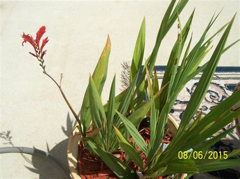 Crocosmias: Plant Care and Collection of Varieties - Garden.org