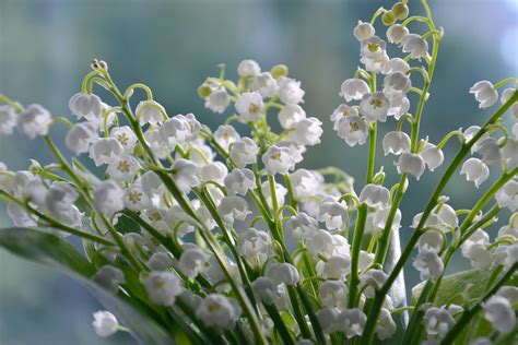 May Birth Month Flowers: Lily of the Valley and Hawthorn - Petal Republic