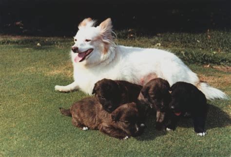 Mixed breed Pushinka with her pups on the White House lawn, 1963 ...