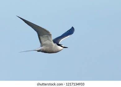 Adult Breeding Aleutian Tern Onychoprion Aleuticus Stock Photo 1217134933 | Shutterstock