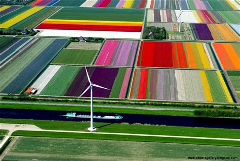 Tulip Fields Aerial | Wallpapers Gallery