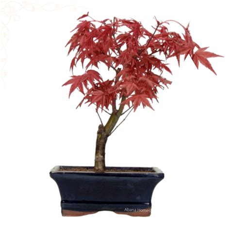 Buy Dwarf Red Maple Bonsai Tree - Japanese Maple - 2-5 days Free Delivery