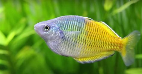 Boesemani Rainbowfish: A Detailed Care Guide - WZaquarium