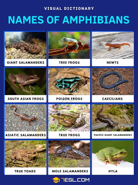 Names Of Amphibians