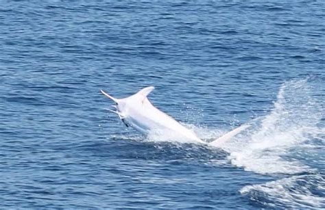 Rare White Marlin caught off Costa Rica's Pacific Coast