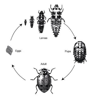 Rolly Polly Bug Life Cycle