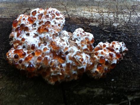 Bleeding tooth fungus! and a few other neat finds from today... - Mushroom Hunting and ...