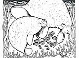 Cute Manatee Coloring Page Coloring Pages sketch template