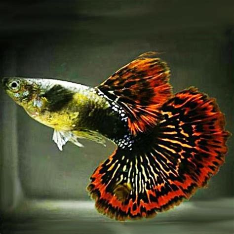 Dark ear red dragon guppy pair - Buy Aquarium Plants and Aquarium Fishes Online