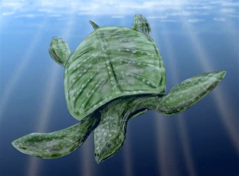 Gigantic Turtle Species Lived in Europe 78 Million Years Ago | Sci.News