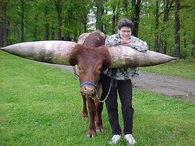 Unusuals Things: Amazing Biggest Horn Cow