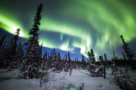 Download Denali National Park Alaska Spruce Snow Forest Winter Nature ...