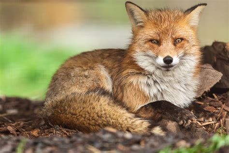 Red fox in the forest stock photo. Image of mammal, cold - 166344752