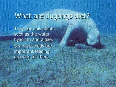 PPT - Dugong PowerPoint Presentation, free download - ID:471869