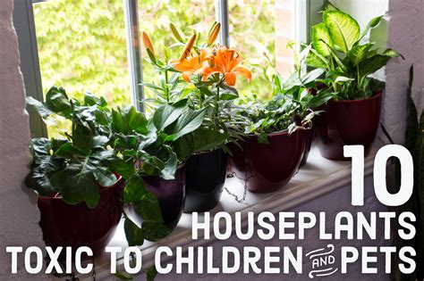 10 Toxic Houseplants That Are Dangerous for Children and Pets - Dengarden