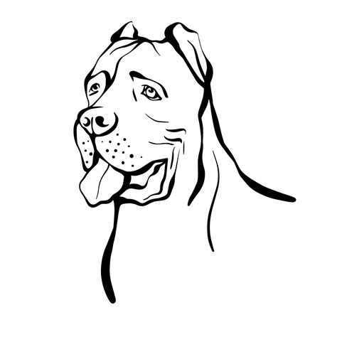 Cane Corso sketch. Portrait of a dog of the Cane Corso breed. Vector illustration isolated on a ...