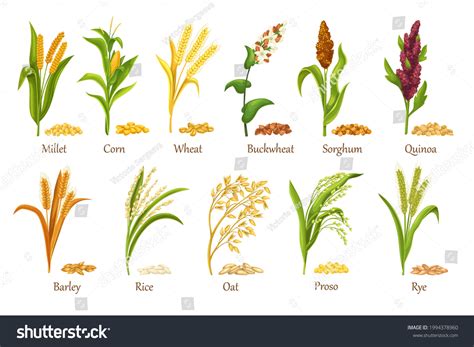 Stock vektor „Grass Cereal Crops Agricultural Plant Vector“ (bez ...