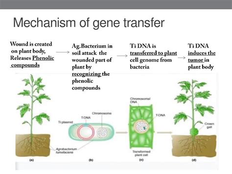 Agrobacterium mediated gene transfer in plants