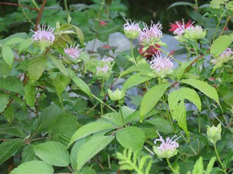 Bergamot - Monarda Spp.: Edible & Medicinal Uses of the Bee Balm of Wild Plants - Song of the Woods