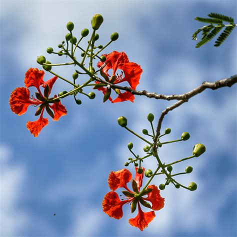 Royal Poinciana Bonsai | Flame Tree Care & Growing Guide