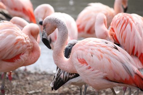 Bestand:Chilean Flamingo 12.jpg - Wikipedia