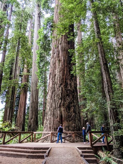 A Giant Redwoods California Guide – Bright Lights of America