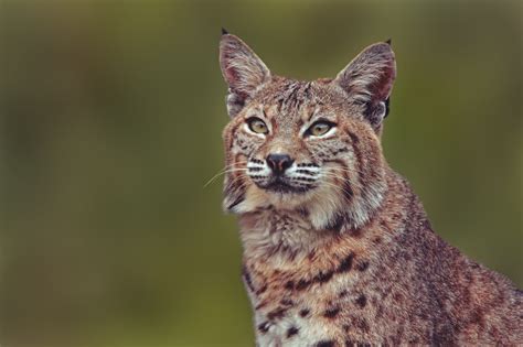 lynx, Wild, Cat, Portrait Wallpapers HD / Desktop and Mobile Backgrounds