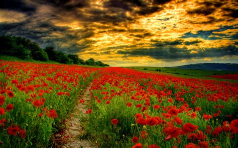 Poppy Field At Sunset Wallpapers - Wallpaper Cave